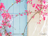 Pink on Blue Naxos II