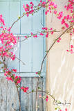 Pink on Blue Naxos