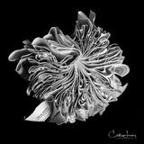 Constructing A Fine Art Photograph - Talk Dirty