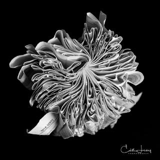 Fine art photo of an abstract folded book, featuring miniture figures forming geometric patterns , created by Toronto based photographer, Edith Levy
