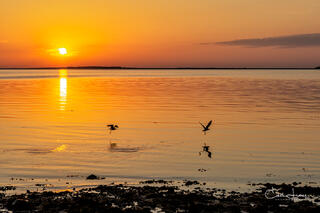 The sun breaking through the horizon on Fuller Street beach in Martha's Vineyard with 2 birds silhouetted against the sun taking flight
