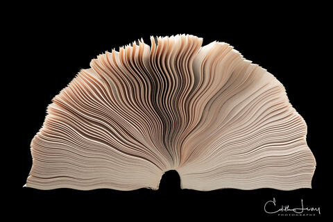 Fine art photograph of dictionary lying open and its pages rippled and moulded in a sculptural shape
